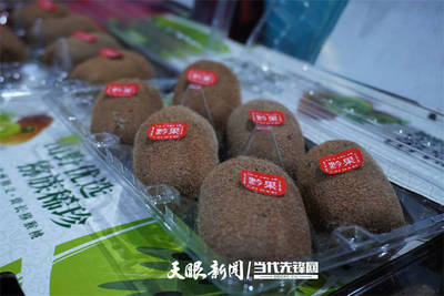 2021修文獼猴桃預售啟動|貴州獼猴桃為什么那么好吃?